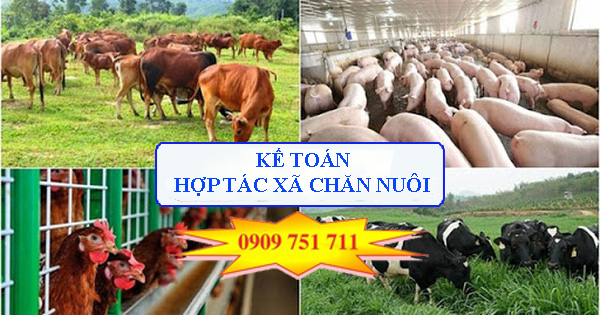 Kế toán hợp tác xã chăn nuôi